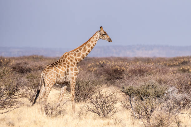 istock Giraffes in Etosha 1465280370