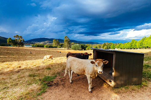 Farm landscape with cattle near sunset on a stormy afternoon in Yackandandah, Victoria, Australia