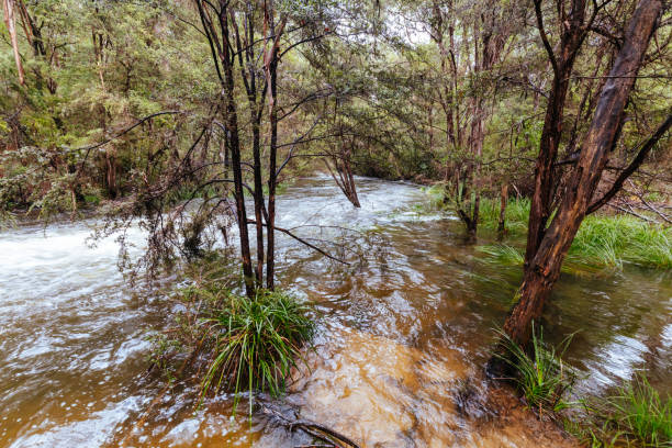 istock Little Peninsula Tunnel in Warburton Australia 1465281680