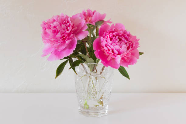 istock Pink blooming peonies in a crystal vase on a white surface. 1465283763