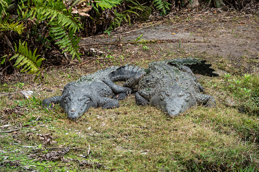 Florida alligators along the shore in a wetland area