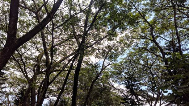 istock shady trees in the urban forest 1465289355
