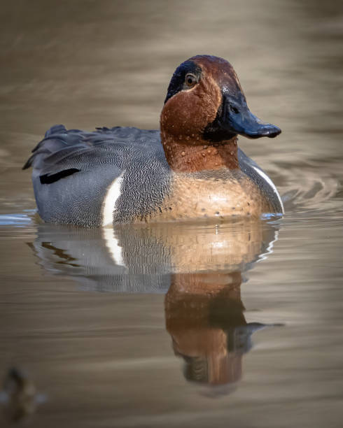 istock Green Winged Teal Duck in Huntley Meadows park in Virginia 1465289424
