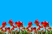 Red tulips against the blue sky. Seamless pattern.