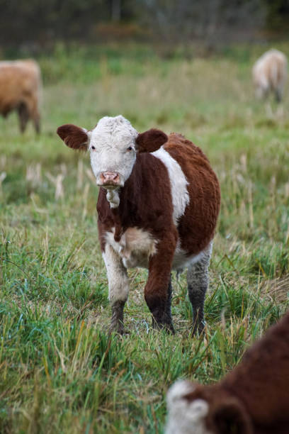 istock Portrait of young cow standing on field 1465291122