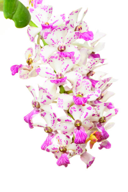 Orchidee - fotografia de stock