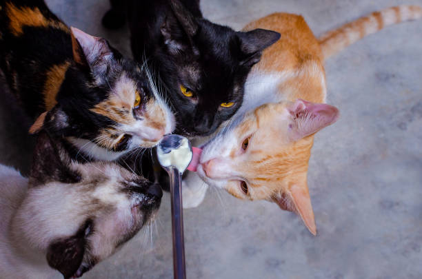 cat licking milk on a spoon