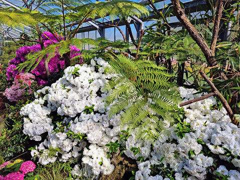 Colorful azalea and rhododendron flowers in the greenhouse.