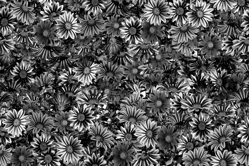 Seamless pattern with dark gray flowers.