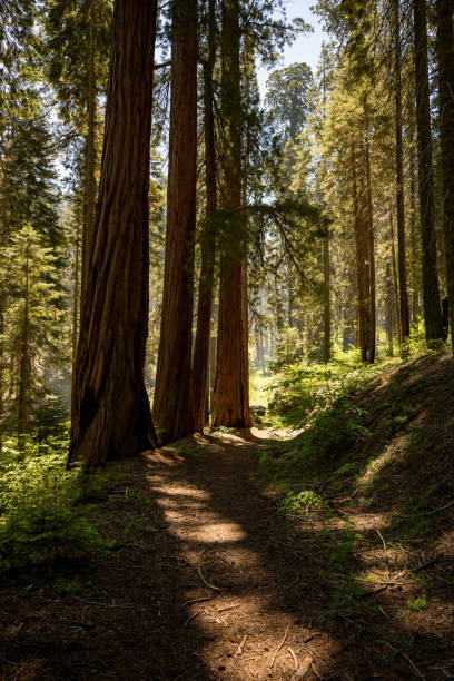 istock Sequoia Trees Cast Shadows Across Trail In Summer 1465299073