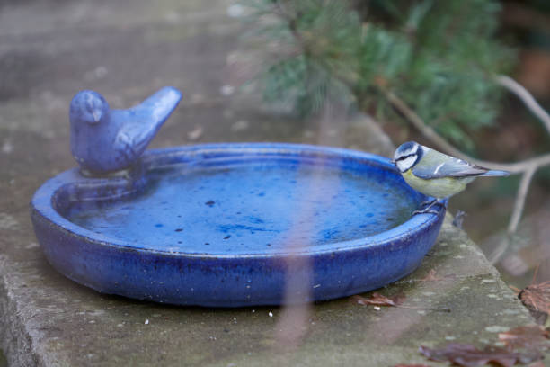 istock Cyanistes caeruleus, blue tit at a bird water bath 1465300166
