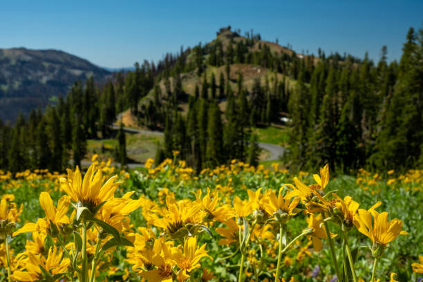 istock Sunflowers On Volcanic Legacy Scenic Byway 1465300362