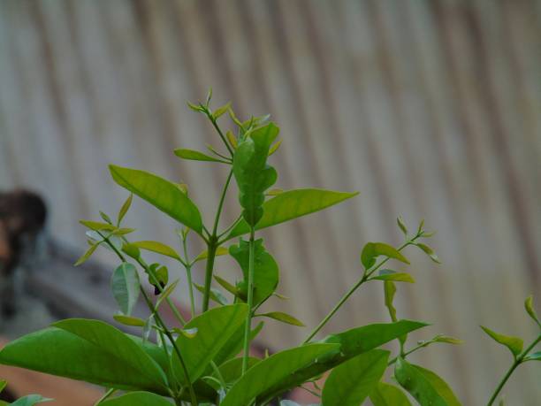 istock white nusa plant 1465301112