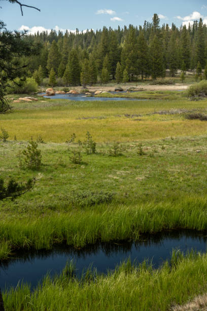 istock Tuolmne River flows as just a small creek along Tioga Road 1465301300