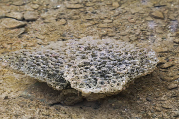 istock Frogspawn sitting on top of a pond 1465301665