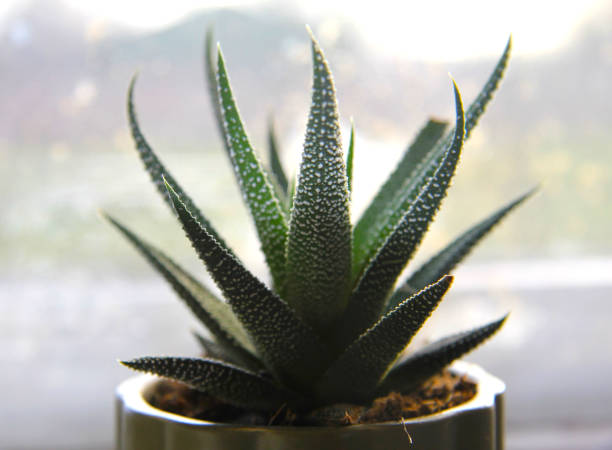 aloe houseplant in a pot, watering can with water for flowers.