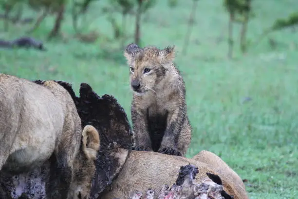 Photo of Lion cub covered in dirt standing on a buffalo carcass