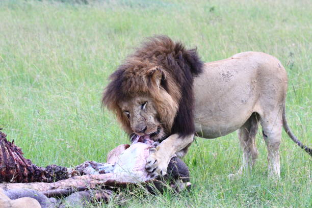 istock Adult lion with black mane feeeding on hippo carcass 1465302888