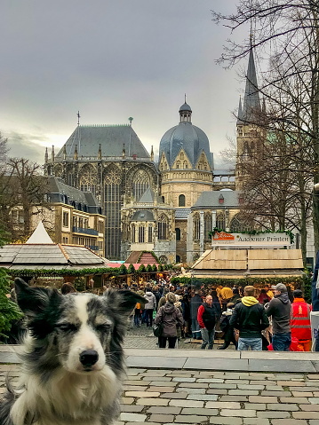 Aachen, Germany - December 2018: Border collie posing at the Katschhof by the Aachener Dom Aachener Weihnachtsmarkt.