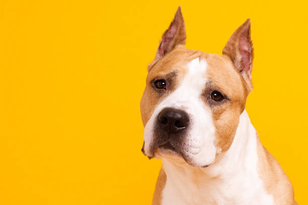 american staffordshire terrier sobre fondo amarillo - pensar fuera del cuadro refrán en inglés fotografías e imágenes de stock