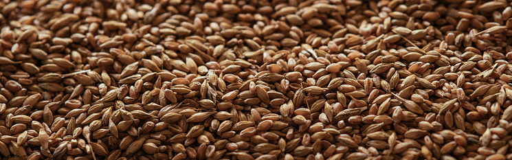 Abstract background grain harvested harvest