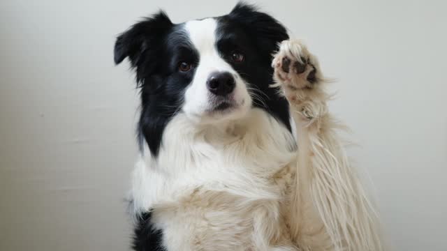 Funny emotional dog. Cute puppy dog border collie with funny face waving paw on white background. Cute pet dog, funny pose. Dog raise paw up. Pet animal life concept.