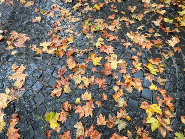 istock dried autumn leaves on the ground in park 1465307302