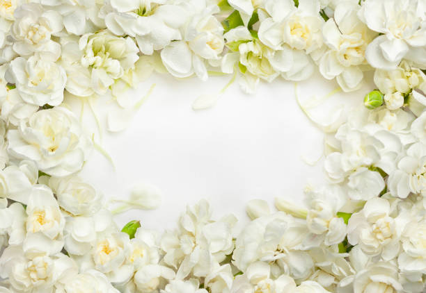 istock Floral frame made of White Dianthus Flowers. Top view, copy space. 1465307895