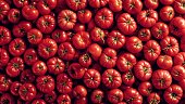 Fresh tomatoes background