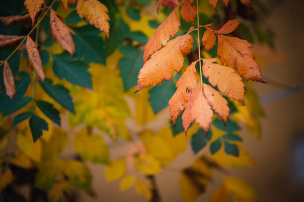 istock Autumn Orange Leaves 1465308766