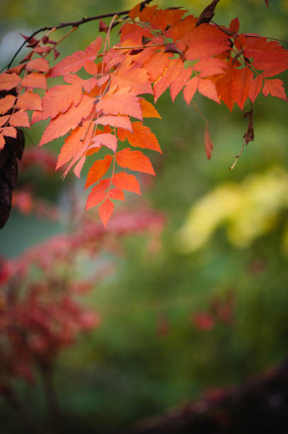 Autumn Orange Leaves