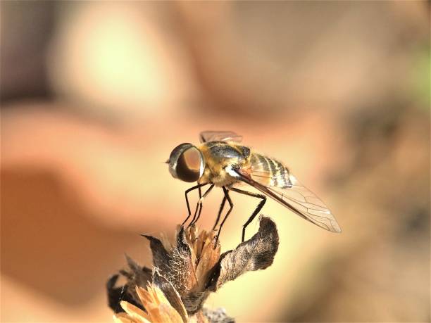 istock The fly under the sun shine 1465309335