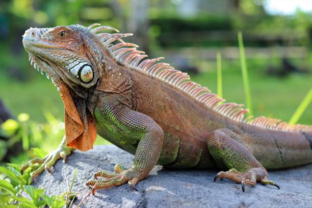 istock Red iguana on the rock 1465309448