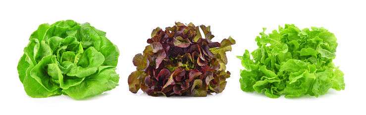 Butterhead,  green red lettuce isolated on white background.