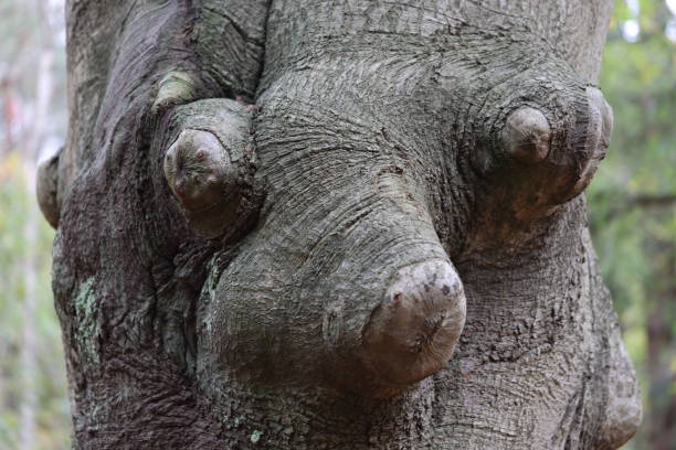 close up shot of unique tree shape in the garden
