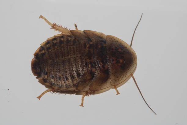 istock Blaptica dubia / Dubia Cockroach from above 1465309969