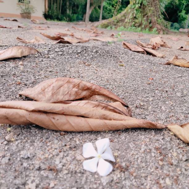 istock White flowers and dry leaves 1465310183