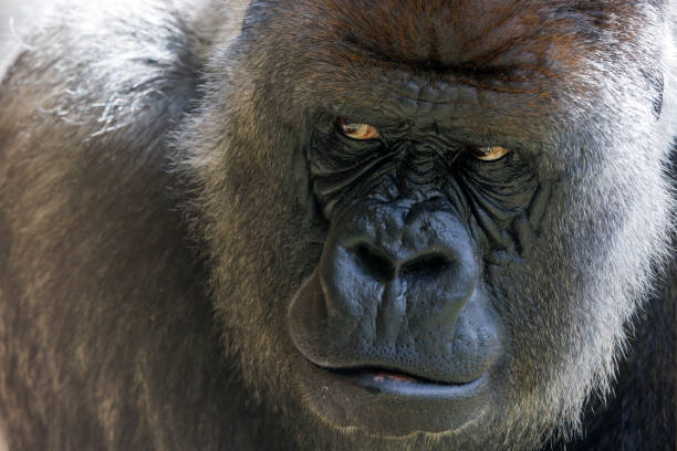 istock portrait of western lowland silverback gorilla 1465310242
