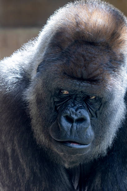istock portrait of western lowland silverback gorilla 1465310244