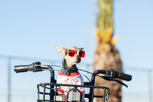 travel with pets, happy dog in sunglasses in a bicycle basket, summer background