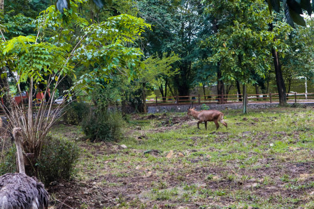 istock spiral-horned antelope and ostrich foraging in zoo 1465311148