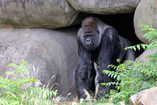 istock portrait of western lowland silverback gorilla 1465311316