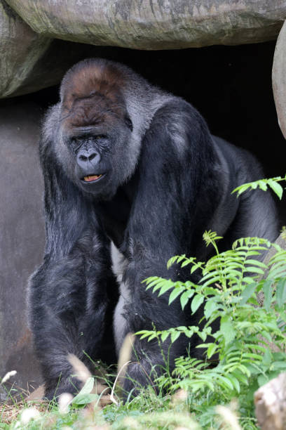 istock portrait of western lowland silverback gorilla 1465311318