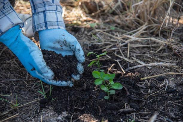 istock concept of hand planting trees increases oxygen and helps reduce global warming. 1465311420