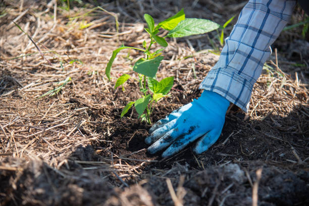 istock concept of hand planting trees increases oxygen and helps reduce global warming. 1465311428