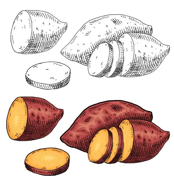 Vector illustration of Whole, half and slice sweet potato. Vintage engraving vector color illustration. Isolated on white