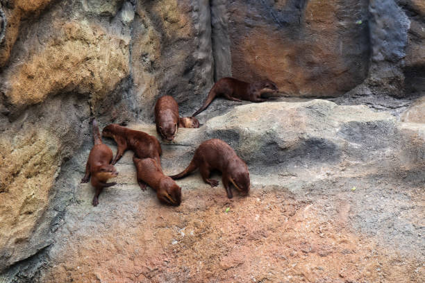 istock small clawed beavers are clustered on the rocks 1465312576