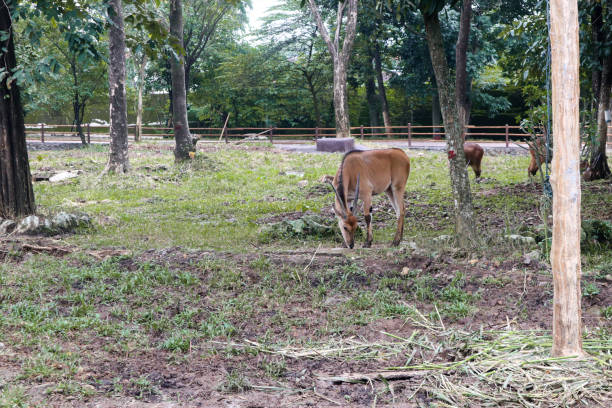 istock spiral-horned antelope foraging in zoo 1465312978