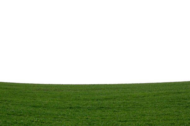 istock Green field as a background.  Green grass in spring isolated on white background. 1465313062