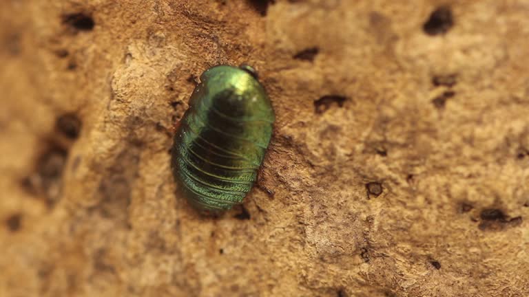 Pseudoglomeris magnifica / Emerald Roach on Cork Bark Long